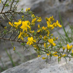 Photographie n°52350 du taxon Genista scorpius (L.) DC. [1805]