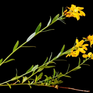 Photographie n°52351 du taxon Genista tinctoria L. [1753]