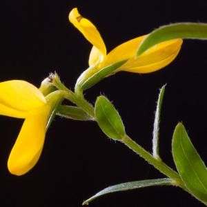 Photographie n°52352 du taxon Genista tinctoria L. [1753]