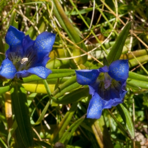 Photographie n°52356 du taxon Gentiana pneumonanthe L. [1753]