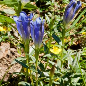 Photographie n°52357 du taxon Gentiana pneumonanthe L. [1753]