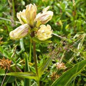 Photographie n°52358 du taxon Gentiana punctata L. [1753]