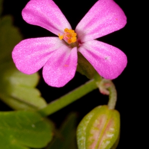 Photographie n°52365 du taxon Geranium lucidum L.