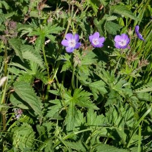 Photographie n°52370 du taxon Geranium sylvaticum L.