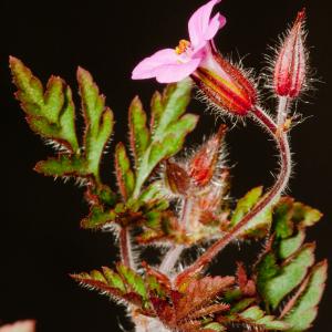 Photographie n°52371 du taxon Geranium robertianum L. [1753]