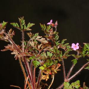 Photographie n°52372 du taxon Geranium robertianum L. [1753]