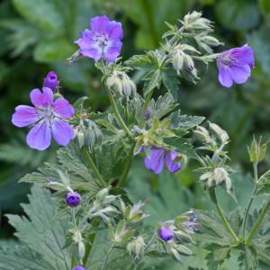 Photographie n°52374 du taxon Geranium sylvaticum L. [1753]