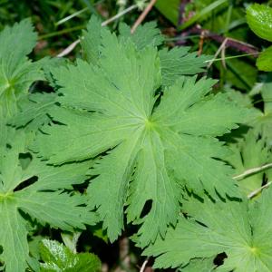 Photographie n°52376 du taxon Geranium sylvaticum L. [1753]