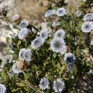 Photographie n°52383 du taxon Globularia alypum L. [1753]