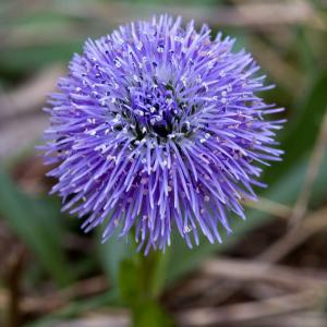 Photographie n°52386 du taxon Globularia bisnagarica L. [1753]