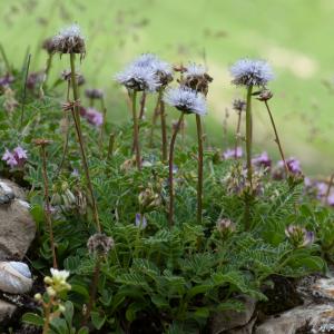 Photographie n°52387 du taxon Globularia cordifolia L. [1753]