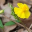  Jean-Jacques Houdré - Helianthemum hirtum (L.) Mill. [1768]