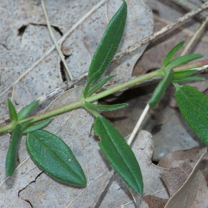 Photographie n°52396 du taxon Helianthemum hirtum (L.) Mill. [1768]