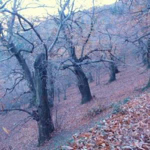 Photographie n°52400 du taxon Castanea sativa Mill. [1768]