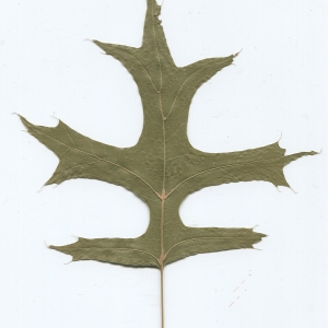 Photographie n°52405 du taxon Quercus palustris Münchh. [1770]