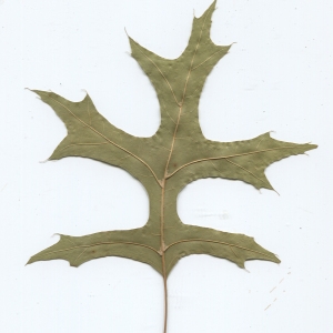 Photographie n°52407 du taxon Quercus palustris Münchh. [1770]