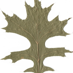 Photographie n°52409 du taxon Quercus palustris Münchh. [1770]