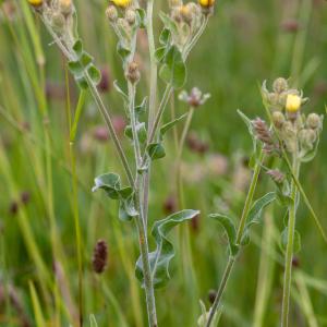 Photographie n°52419 du taxon Andryala integrifolia L. [1753]