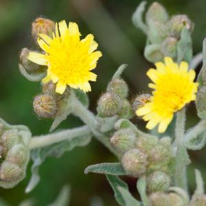 Photographie n°52420 du taxon Andryala integrifolia L. [1753]