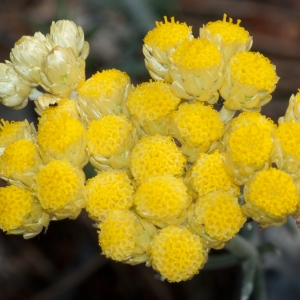 Helichrysum stoechas (L.) Moench subsp. stoechas (Immortelle)