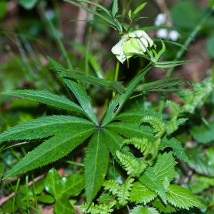 Photographie n°52423 du taxon Helleborus viridis L. [1753]