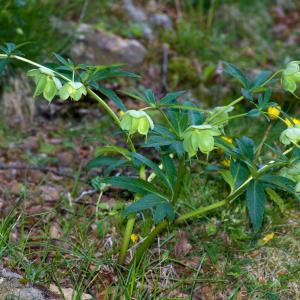 Photographie n°52424 du taxon Helleborus viridis L. [1753]