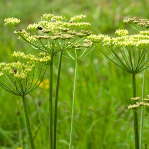 Photographie n°52427 du taxon Heracleum sphondylium subsp. sibiricum (L.) Simonk. [1887]