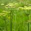  Jean-Jacques Houdré - Heracleum sphondylium subsp. sibiricum (L.) Simonk. [1887]