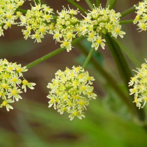 Photographie n°52428 du taxon Heracleum sphondylium subsp. sibiricum (L.) Simonk. [1887]