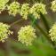  Jean-Jacques Houdré - Heracleum sphondylium subsp. sibiricum (L.) Simonk. [1887]