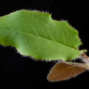 Photographie n°52430 du taxon Hieracium murorum L. [1753]