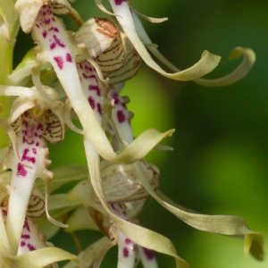 Photographie n°52434 du taxon Himantoglossum hircinum (L.) Spreng. [1826]