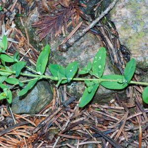 Photographie n°52442 du taxon Hypericum humifusum L. [1753]