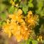  Jean-Jacques Houdré - Hypericum maculatum Crantz [1763]