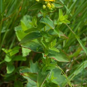 Photographie n°52445 du taxon Hypericum maculatum Crantz [1763]