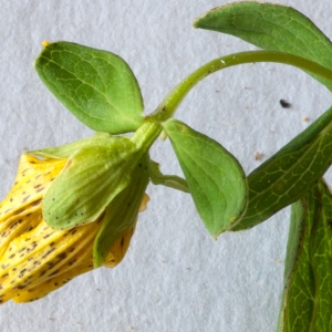 Photographie n°52447 du taxon Hypericum maculatum Crantz [1763]