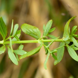 Photographie n°52450 du taxon Hypericum perforatum L. [1753]