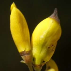 Cytisus spinosus (L.) Bubani (Calicotome épineux)