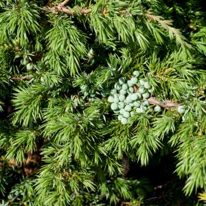 Photographie n°52513 du taxon Juniperus sibirica Lodd. ex Burgsd. [1787]