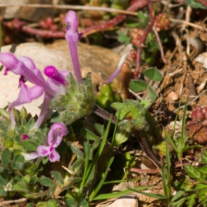 Photographie n°52520 du taxon Lamium amplexicaule L.