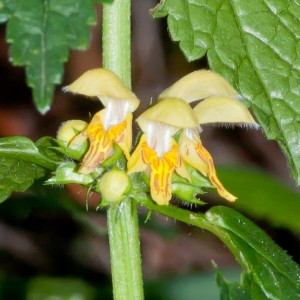 Photographie n°52522 du taxon Lamium galeobdolon (L.) L. [1759]