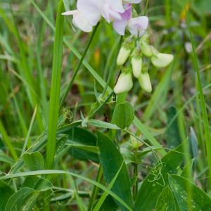  - Lathyrus latifolius var. latifolius