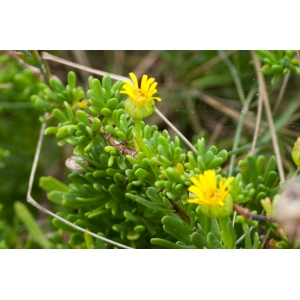 Limbarda crithmoides (L.) Dumort. subsp. crithmoides (Inule fausse criste)