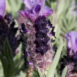 Photographie n°52533 du taxon Lavandula stoechas L. [1753]