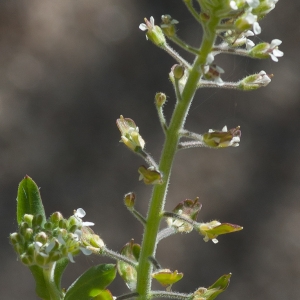 Photographie n°52535 du taxon Lepidium campestre (L.) R.Br. [1812]