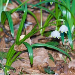 Photographie n°52536 du taxon Leucojum vernum L. [1753]