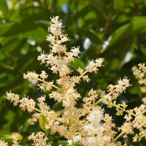 Ligustrum japonicum Thunb. (Troène du Japon)