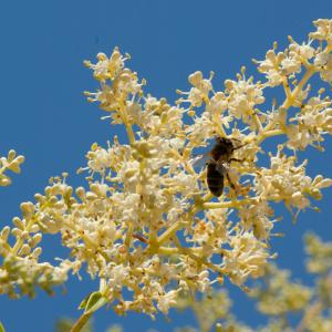 Photographie n°52541 du taxon Ligustrum japonicum Thunb. [1780]