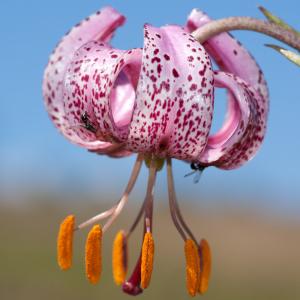 Photographie n°52544 du taxon Lilium martagon L.