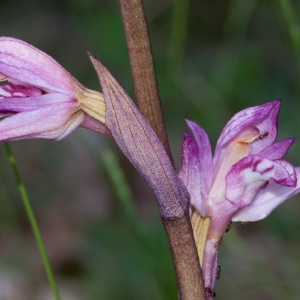 Photographie n°52546 du taxon Limodorum abortivum (L.) Sw.